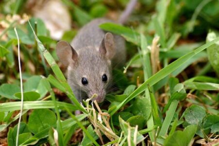 How to Keep Mice Away This Winter Without Hurting Them Image